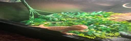 Bearded Dragon reptiles for sale: 4 month old bearded dragon  - Advert 3