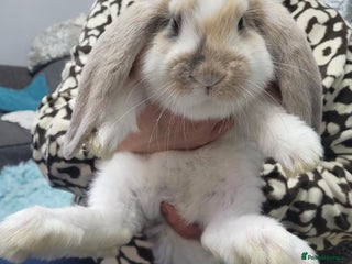 French Lop rabbits for sale - Advert 1