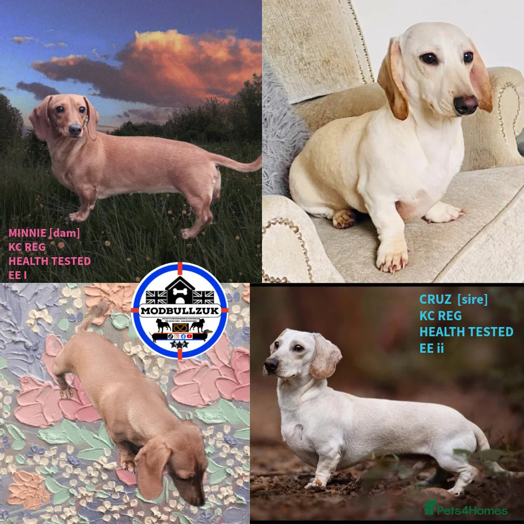 Miniature Dachshund dogs for sale: ⭐️⭐️⭐️⭐️⭐️ MINNIE×CRUZ ee EE ii II HEALTHTESTED KC - Advert 1