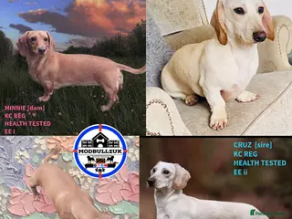 Miniature Dachshund dogs ⭐️⭐️⭐️⭐️⭐️ MINNIE×CRUZ ee EE ii II HEALTHTESTED KC - Advert 1