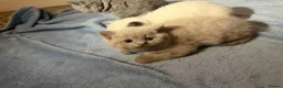 British Shorthair cats for sale: ☆☆ prestige chunky & fluffy, britsh shorthairs! ☆☆ - Advert 13
