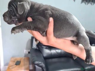 Staffordshire Bull Terrier dogs - Advert 4