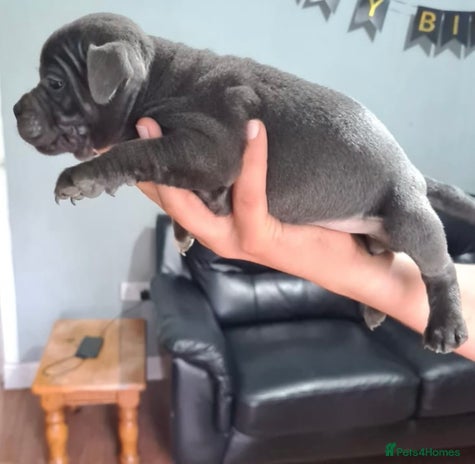 Staffordshire Bull Terrier dogs - Advert 6