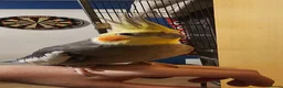 Cockatiels birds for sale: Hand tame cockatiel male - Advert 1