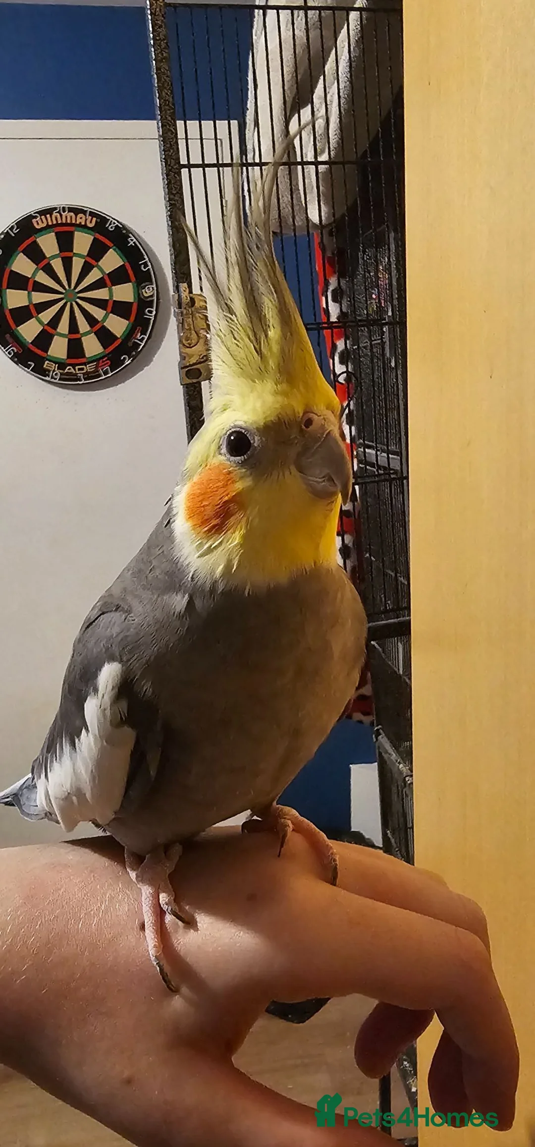 Cockatiels birds for sale: Hand tame cockatiel male - Advert 1
