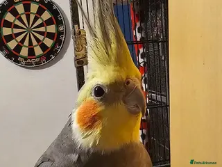 Cockatiels birds Hand tame cockatiel male - Advert 12