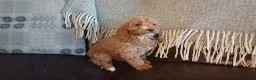 Cockapoo dogs for sale: Cockapoo puppies for sale - Advert 38
