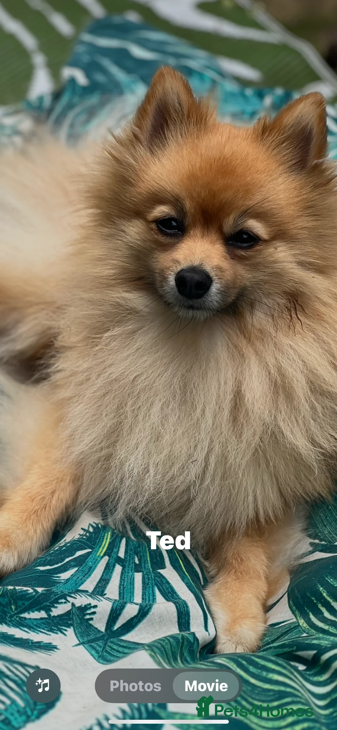 Pomeranian dogs for sale: Pomeranian Puppies - Advert 11