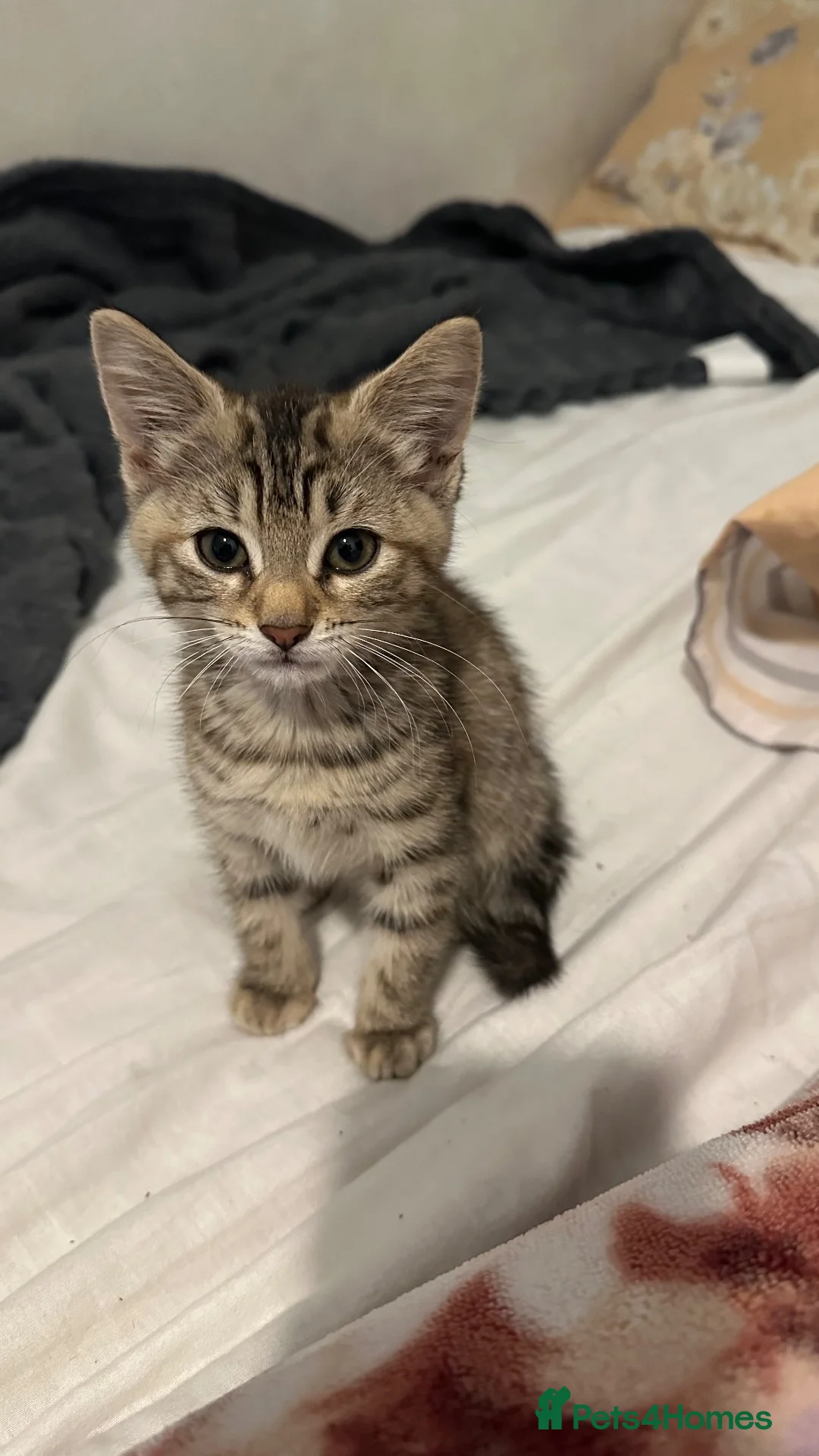 Bengal cats for sale: Beautiful mixed bengal kitten  in Dagenham - Advert 1