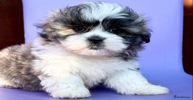 Mixed Breed dogs - Advert 14