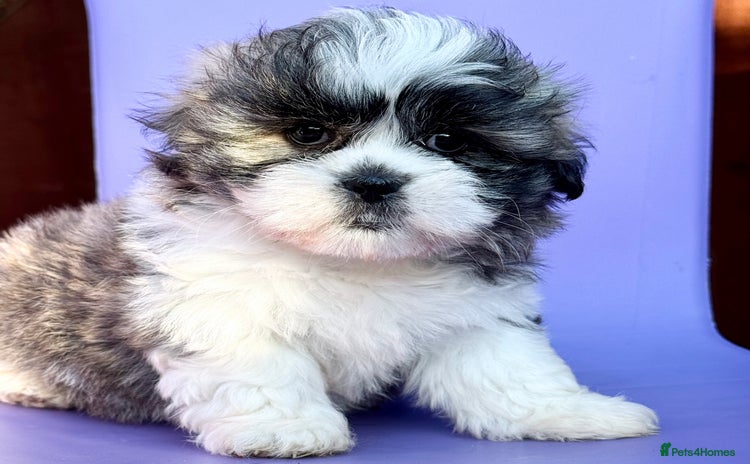 Mixed Breed dogs - Advert 11