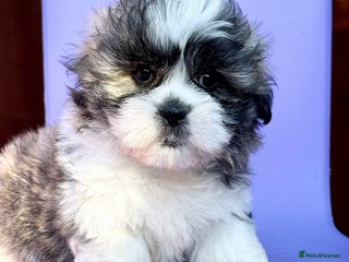 Mixed Breed dogs - Advert 12