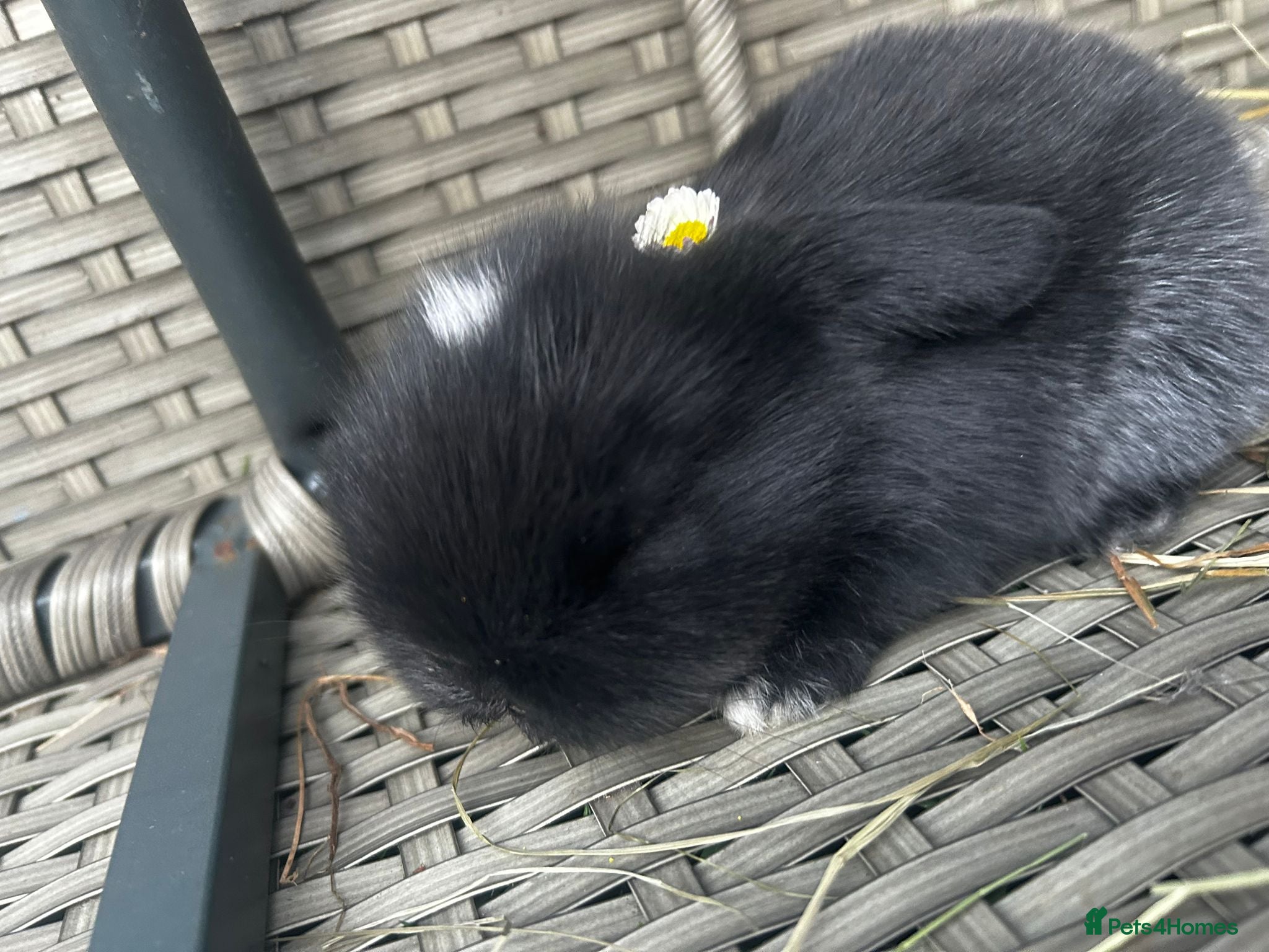 Mixed Breed rabbits Lion head and mini lop baby rabbits - Advert 20