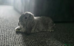 Mini Lop rabbits for sale: Bonded Pair of Indoor Rabbits - Image 4