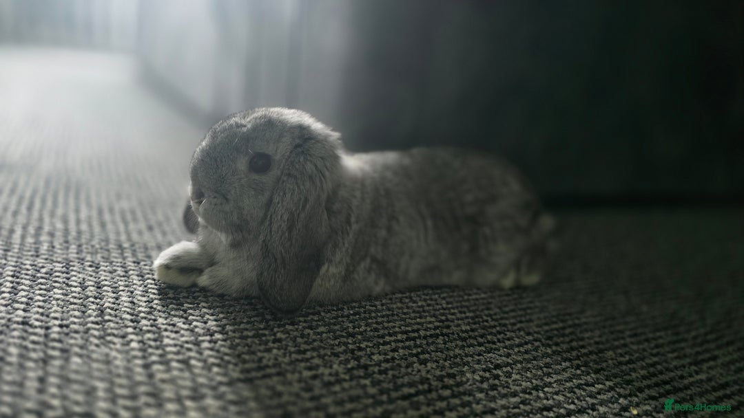 Mini Lop rabbits for sale: Bonded Pair of Indoor Rabbits - Image 4