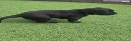 Labrador Retriever dogs for sale: Beautiful labrador Retriever puppie - Advert 27