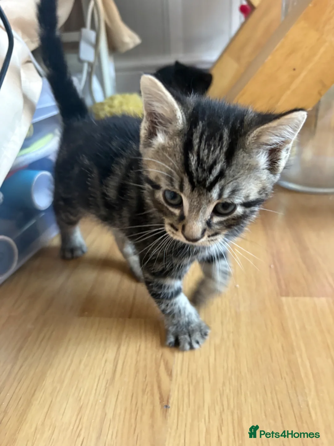 Mixed Breed cats for sale: I black and 1 Tabby  in London - Advert 2