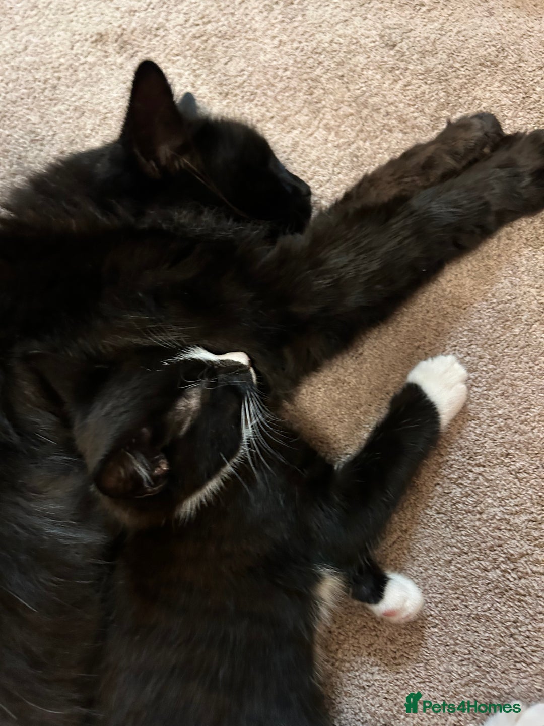 Mixed Breed cats for sale: Gorgeous, playful little kittens - Advert 11