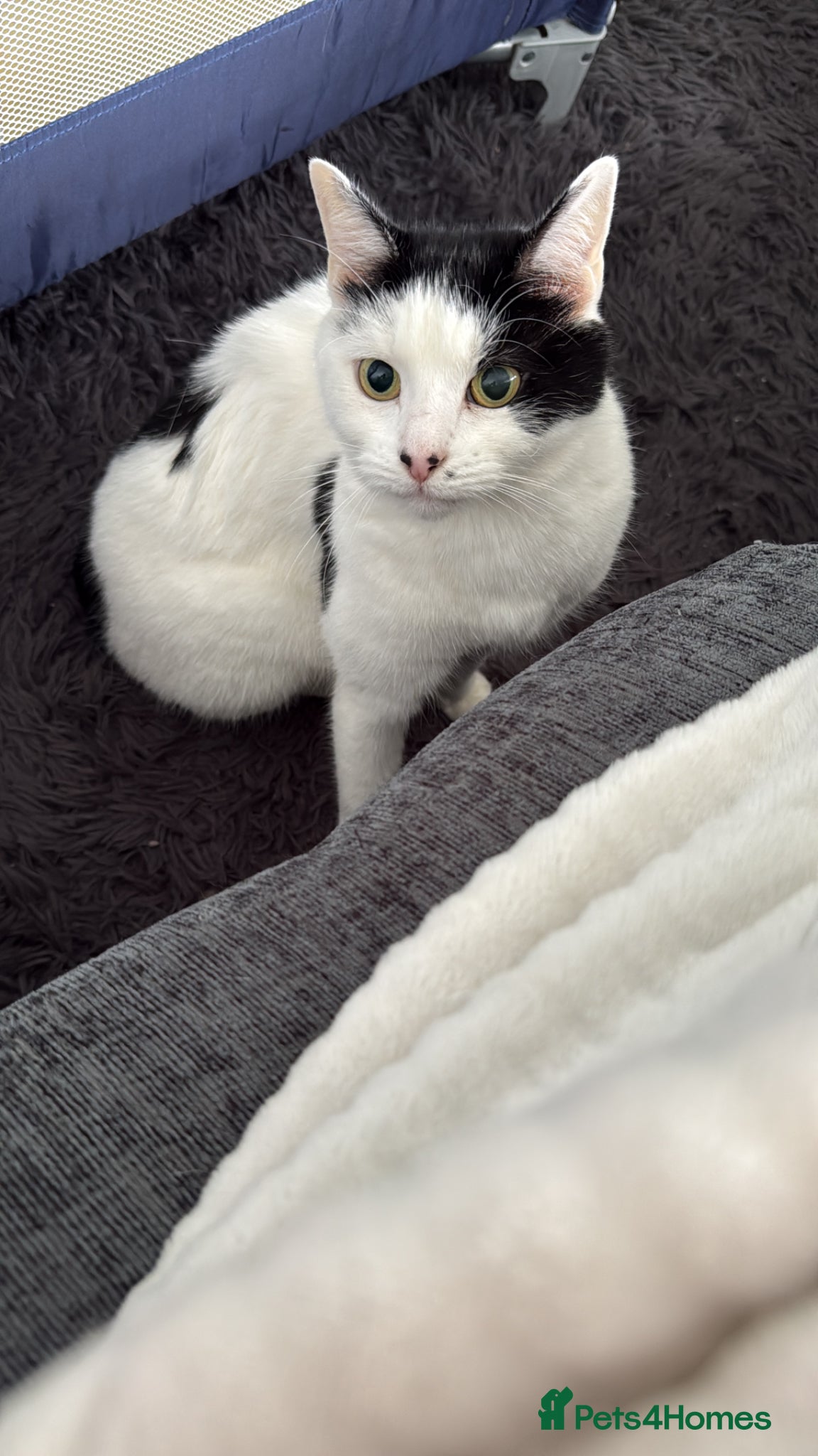 British Shorthair cats Beautiful female cat  - Advert 2