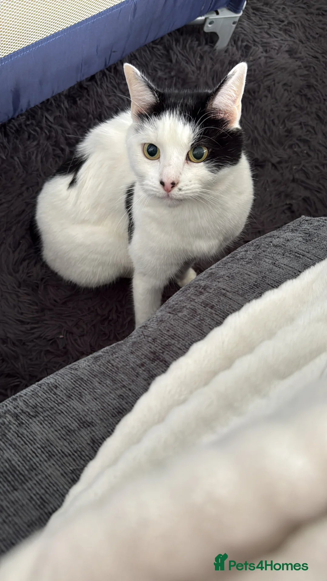 British Shorthair cats for sale: Beautiful female cat  - Advert 1