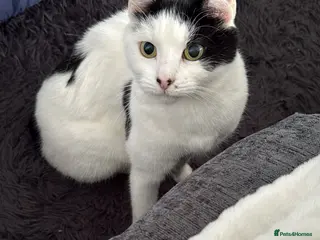 British Shorthair cats Beautiful female cat - Advert 10