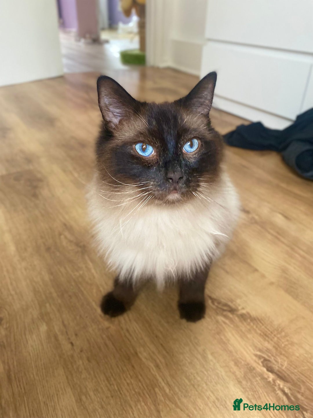 Ragdoll cats for sale: Sage - 4 year old Ragdoll - Advert 10