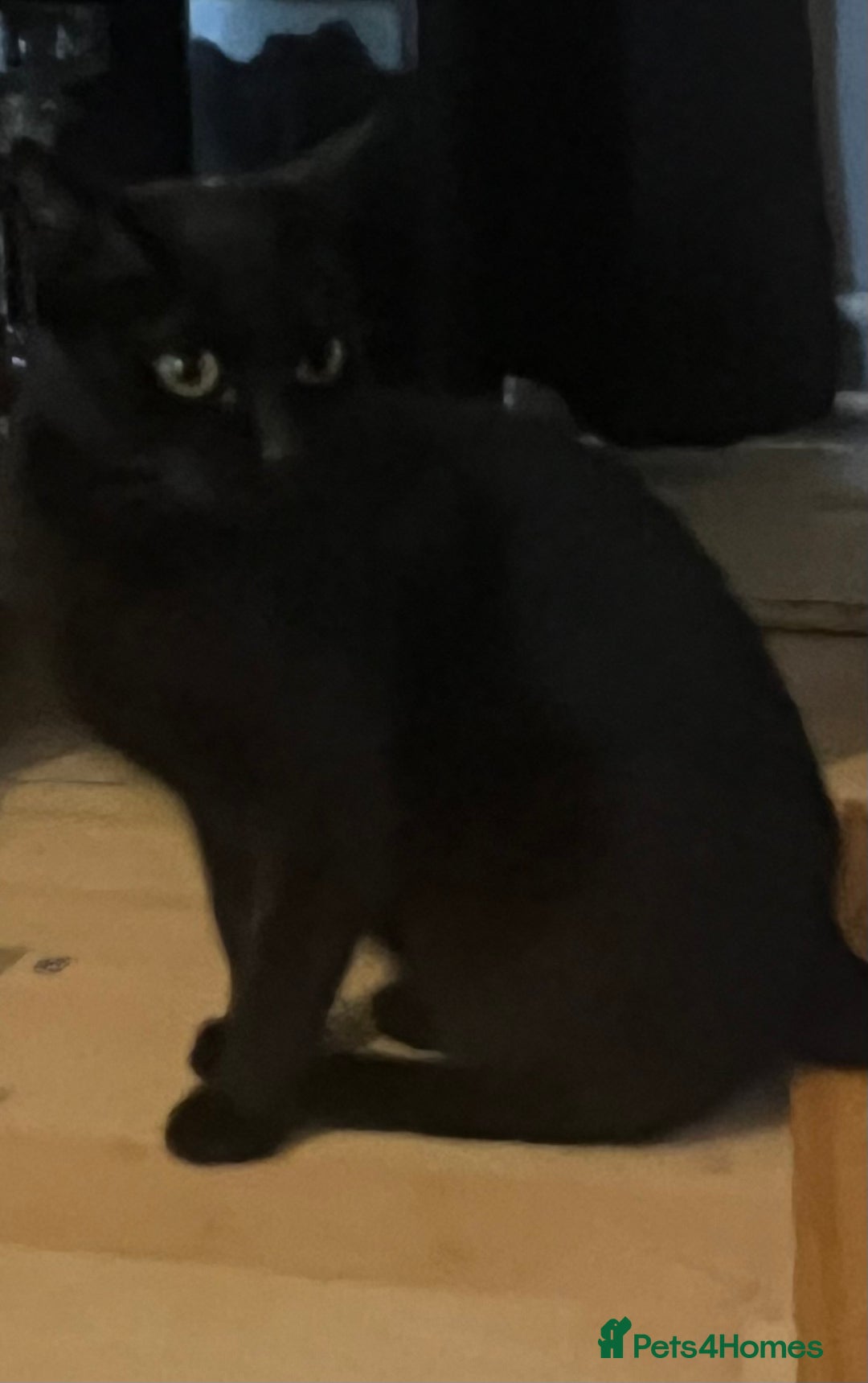 Mixed Breed cats for sale: Beautiful kittens  - Image 23