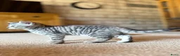 Scottish Fold cats for sale: Scottish Straight Kittens  - Advert 7