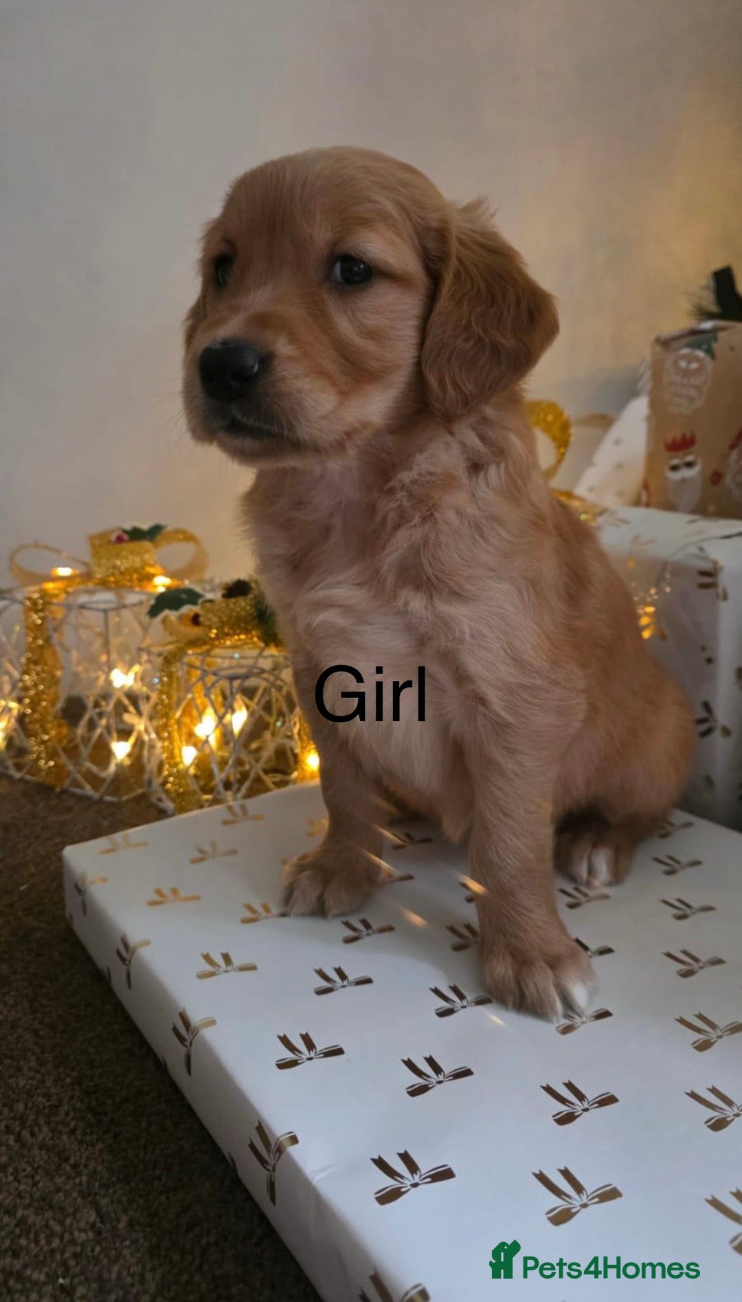Golden Retriever dogs for sale: Dark Working Golden Retriever puppies - Advert 9
