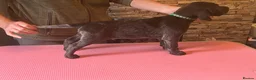 German Wirehaired Pointer dogs for sale: Ready to go to their new homes - Advert 11