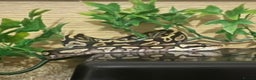 Python Snake reptiles for sale: Male Royal Python - Advert 6
