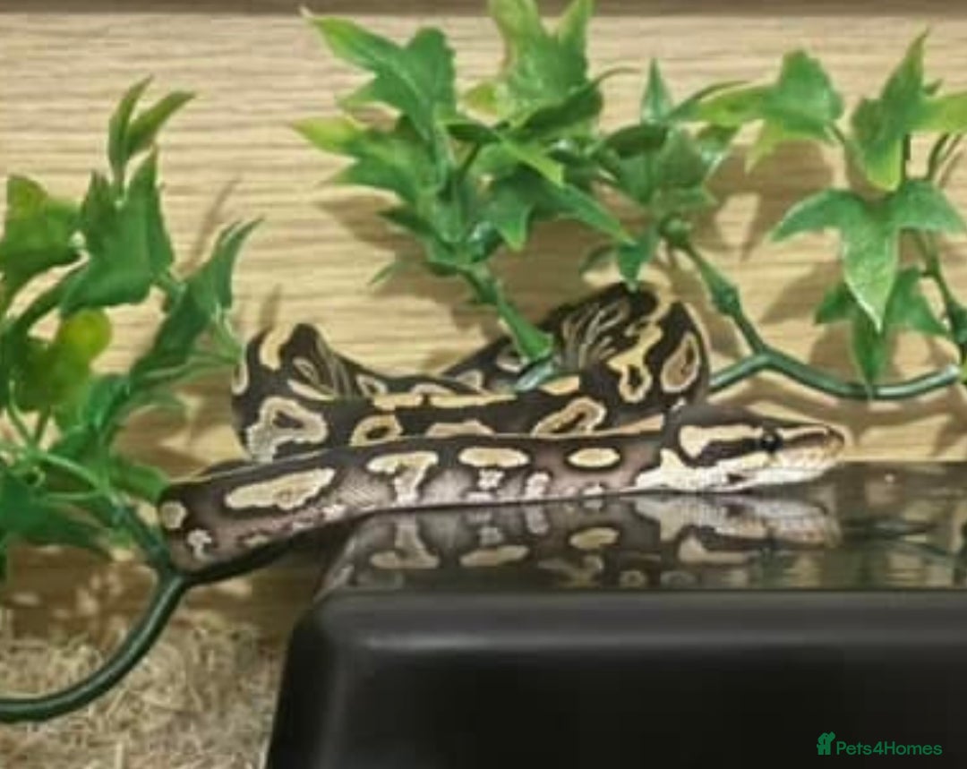 Python Snake reptiles for sale: Male Royal Python - Advert 6
