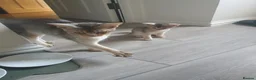 Abyssinian cats for sale: Chocolate silver abbysinian boy in Croydon - Advert 6