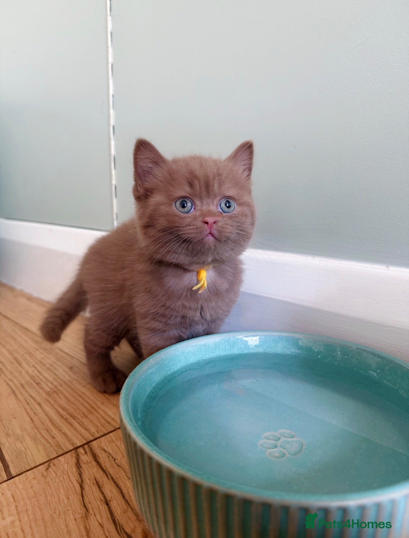 British Shorthair cats 🐾 Beautiful Cinnamon British Shorthair Kittens 🐾 - Advert 1