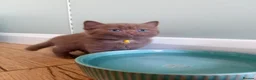 British Shorthair cats for sale: 🐾 Beautiful Cinnamon British Shorthair Kittens 🐾 - Advert 1