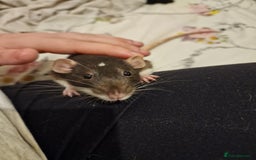 Rat rodents for sale: 2 lovely female rats - Image 5