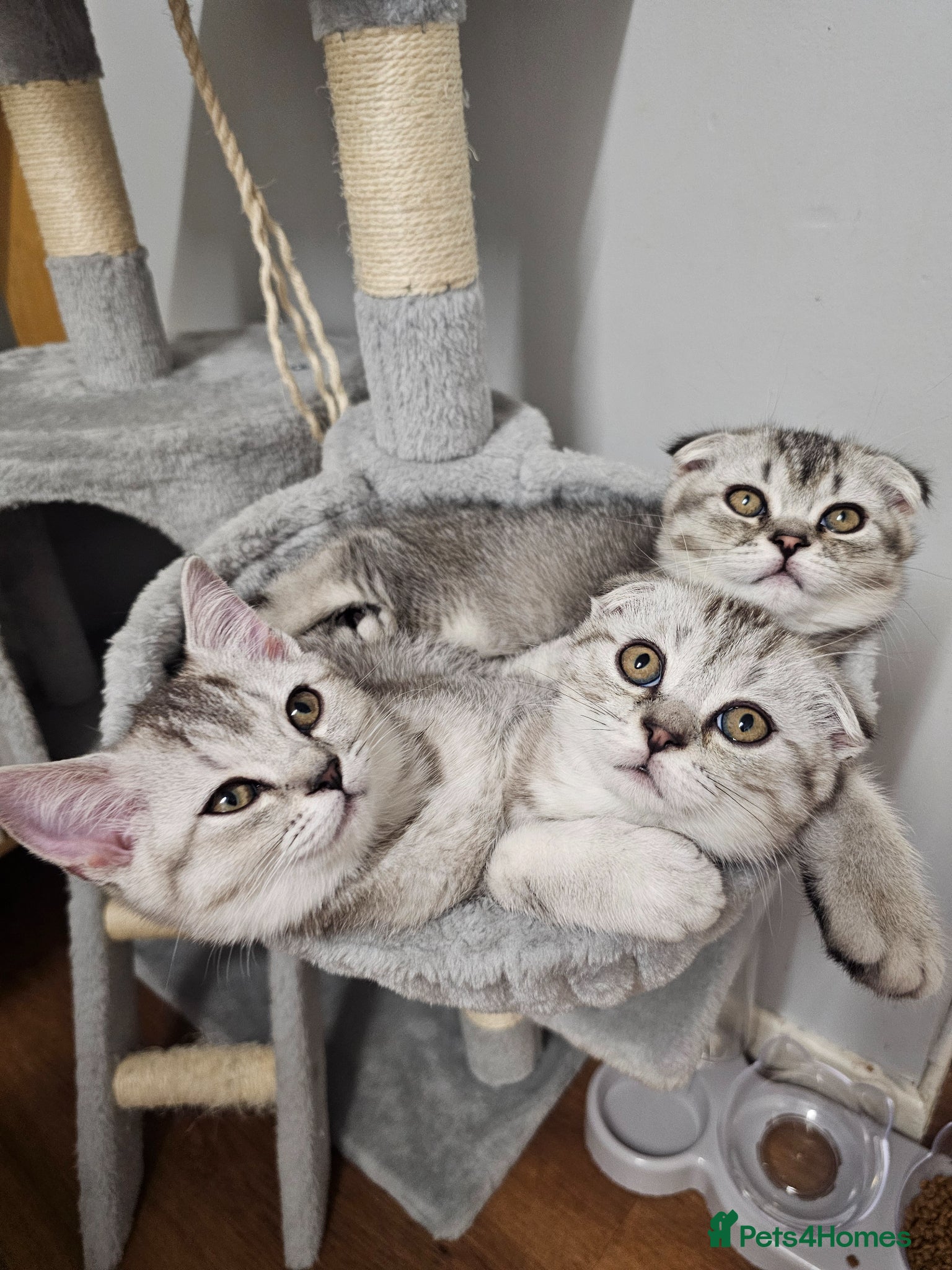 Scottish Fold cats Beautiful schotish fold kitten for sale - Advert 5