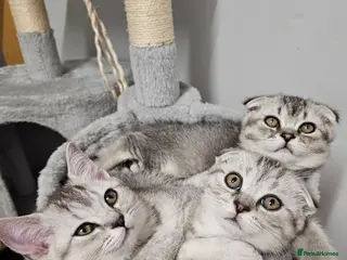 Scottish Fold cats Beautiful schotish fold kitten for sale - Advert 5