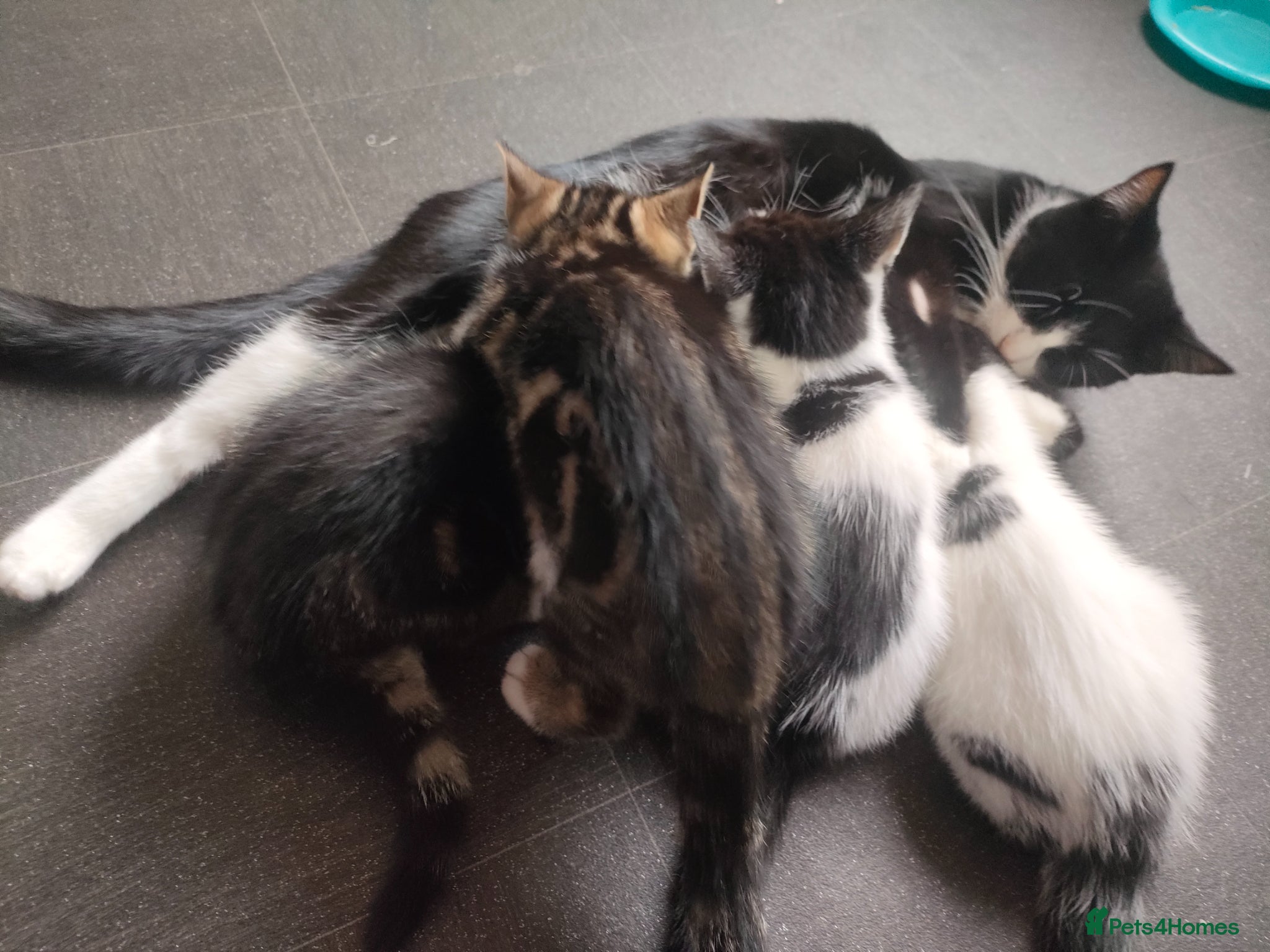 Mixed Breed cats Kittens for sale  - Advert 1