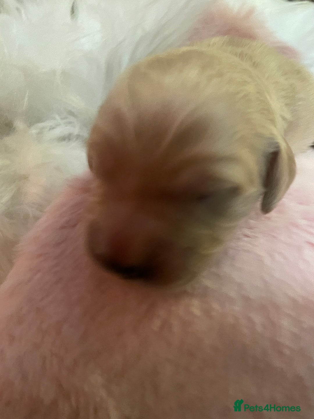 Mixed Breed dogs for sale: Golden retriever x Flatcoat retriever  - Advert 24