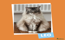 Ragdoll cats for adoption: Cuddle King and Constant Companion - Image 2