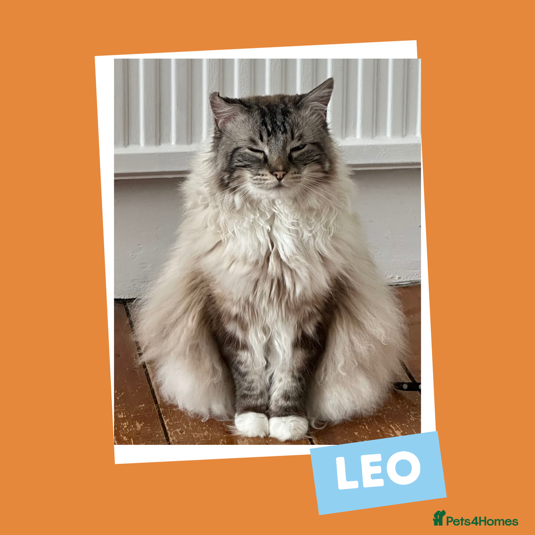 Ragdoll cats for adoption: Cuddle King and Constant Companion - Image 2