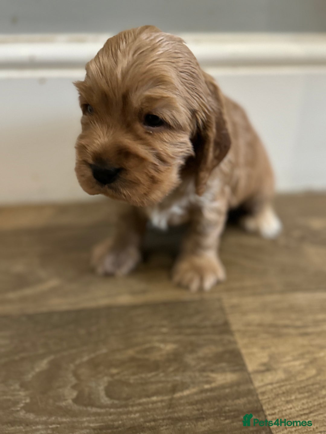 Cocker Spaniel dogs for sale: Exceptional litter of Show Type Cocker Spaniels - Advert 12