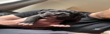 Alapaha Blue Blood Bulldog Puppy 3