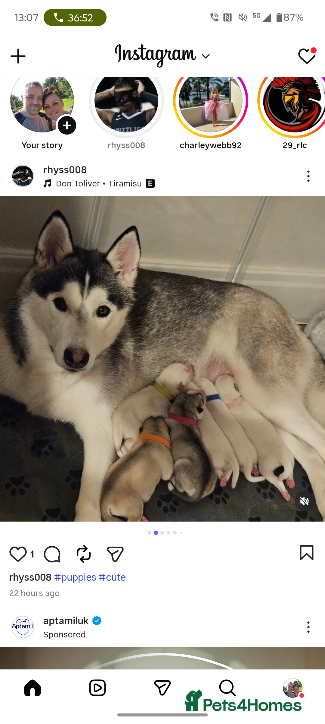Huskita dogs for sale: 6 huskita puppies  - Advert 2