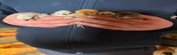 Chickens poultry for sale: Hatching Eggs🐣USA Bearded Silkies,Brahmas,Vorwerk - Advert 18