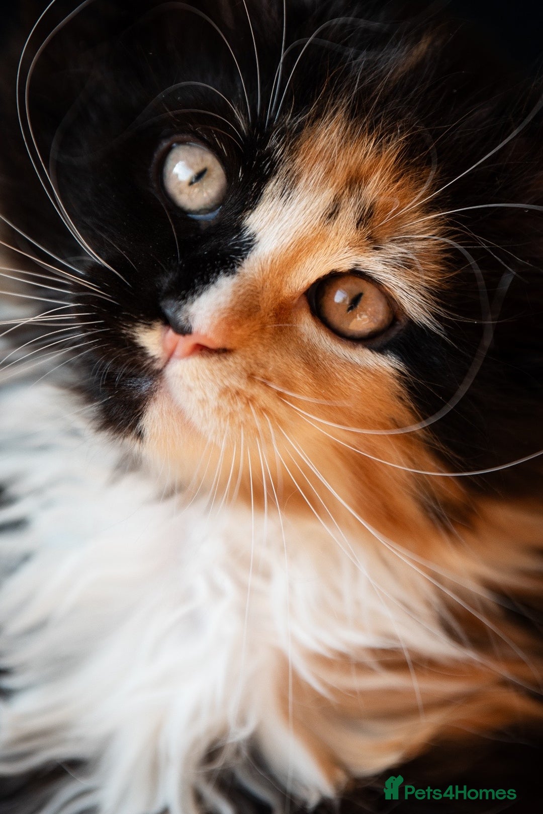 Maine Coon cats for sale: Pedigree Maine Coon Kittens (TICA) - Image 29