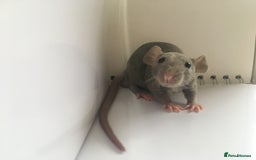 Rat rodents for sale: Adorable Dumbo Baby Rats ❤️ - Image 38