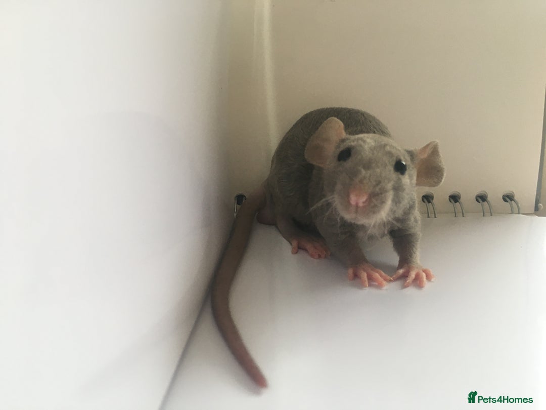 Rat rodents for sale: Adorable Dumbo Baby Rats ❤️ - Image 38