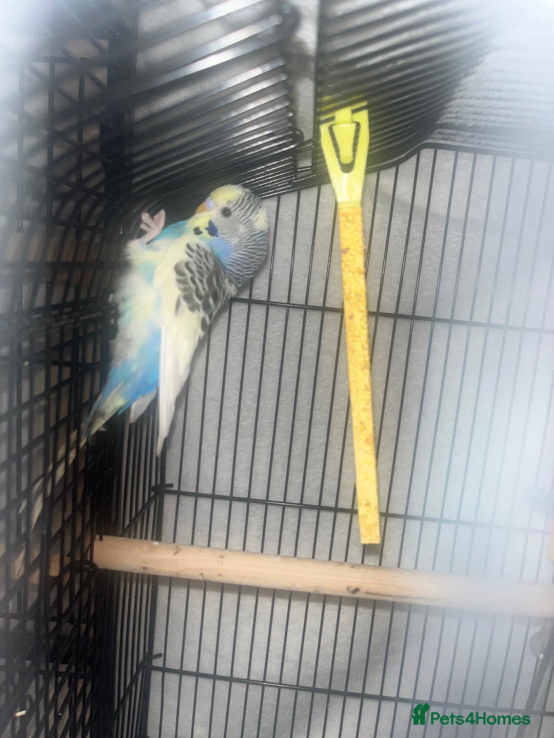 Budgerigars birds for sale: Three budgies to rehome! - Image 6